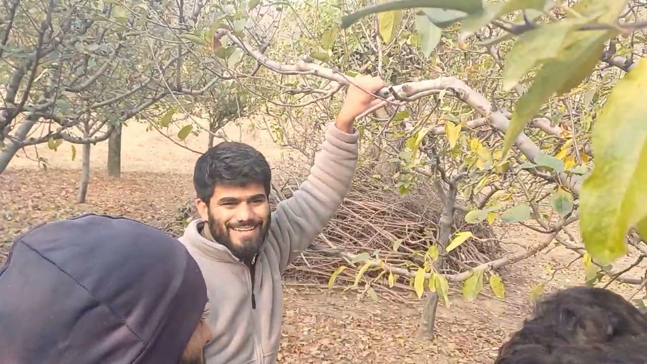 How to Prune A Big tree / Traditional orchards/Beginners