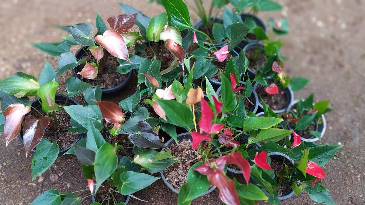 ඔන්න වර්ග ගොඩකින් පාට පාට ඇන්තුරියම් යායක් ගෙනාවා කැමති විදිහට තෝරලා ගන්න 0752878676