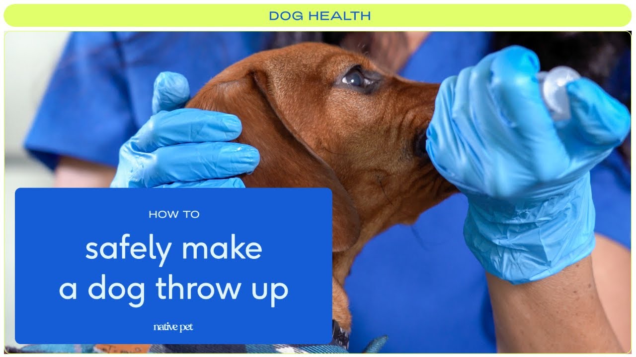 How to Safely Make a Dog Throw Up