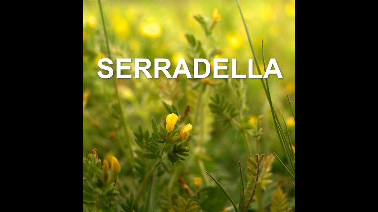 Ep 96: Serradella for new environments