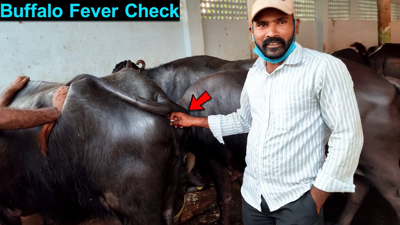 Buffalo Fever | How To Check Fever of Buffalo By Veterinary Doctor in Dairy Farm | Thermometer