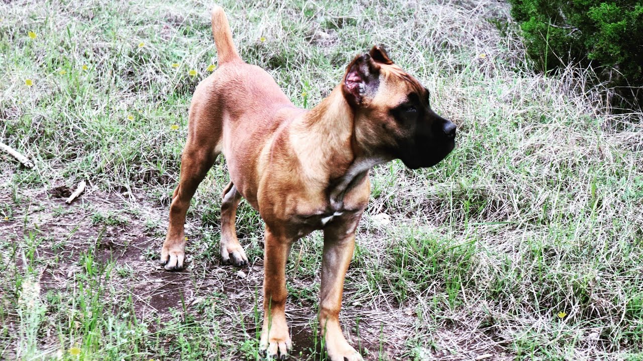 Preacher disciplines War Admiral for being overly rambunctious.