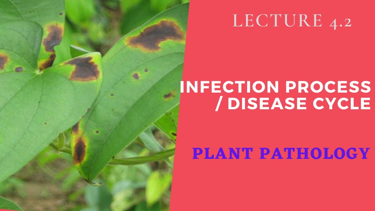 Infection process / Disease cycle | Plant Pathology | Lecture 4.2