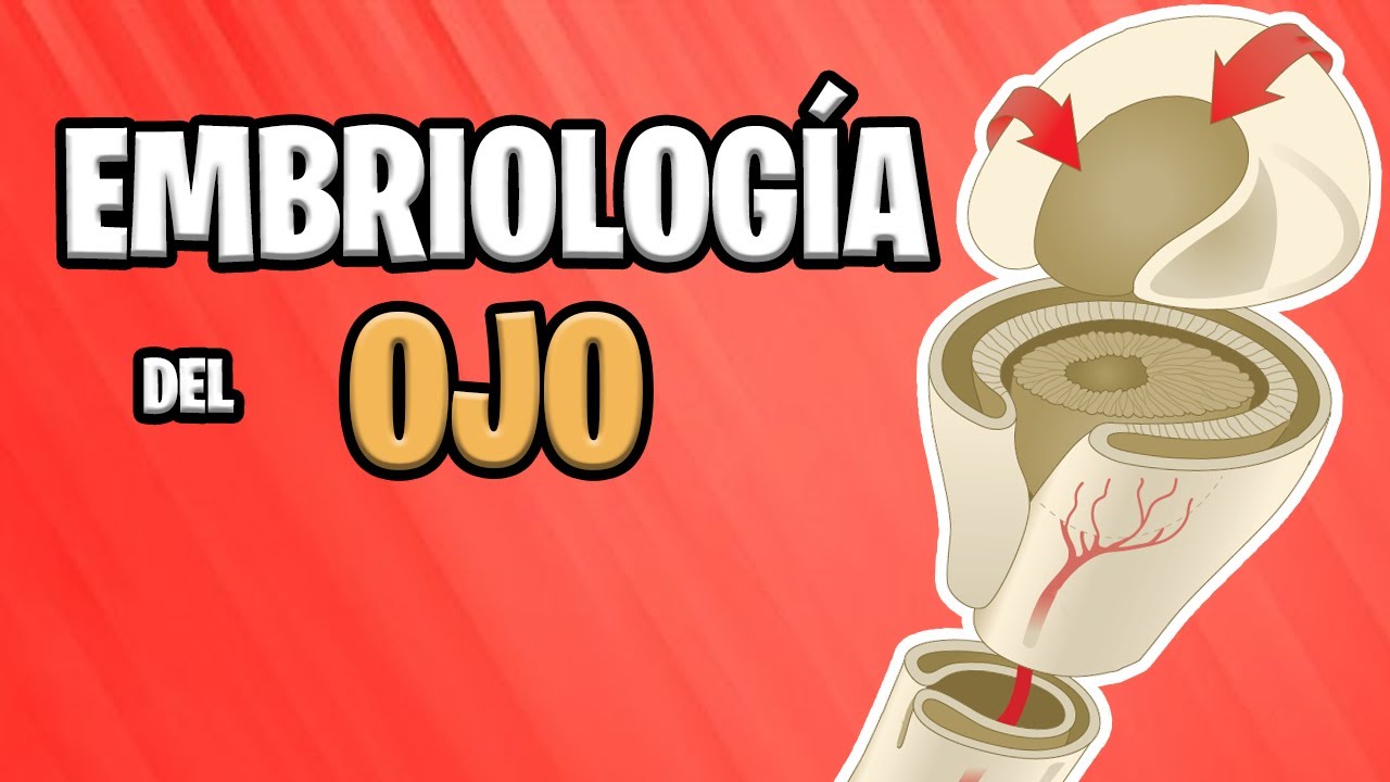 ✅ EMBRIOLOGÍA del OJO 👁🎨