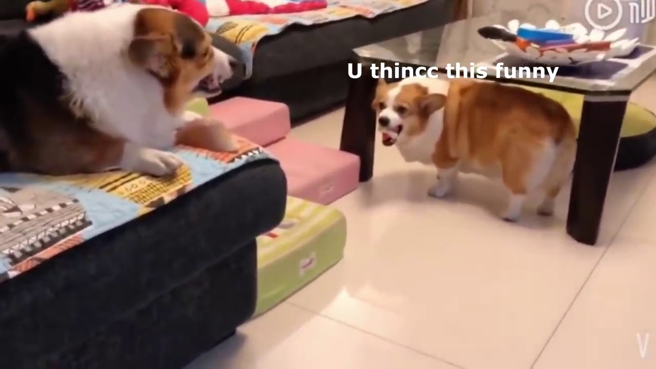 Corgi dogs brother's fighting. Funny engry dogs 
