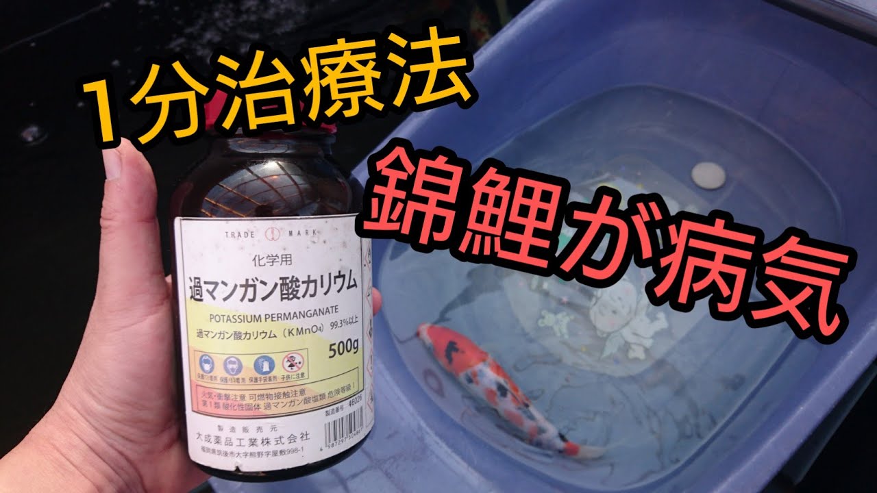 小さい錦鯉を治療します。新しい鯉すぐ合流方法。　錦鯉病気　当歳　飼育　自宅池　大型水槽　　アクアリウム　ปลาคราฟ　sick Koi  Japan