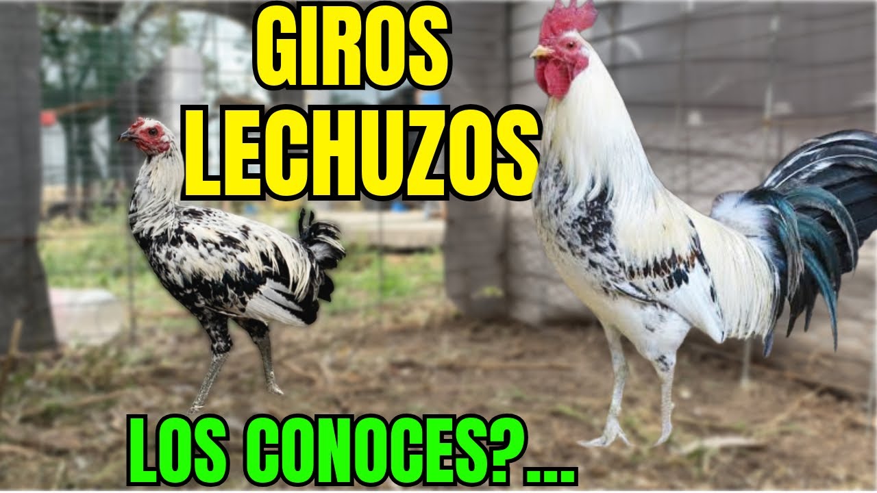 GIROS LECHUZOS... LOS CONOCES??