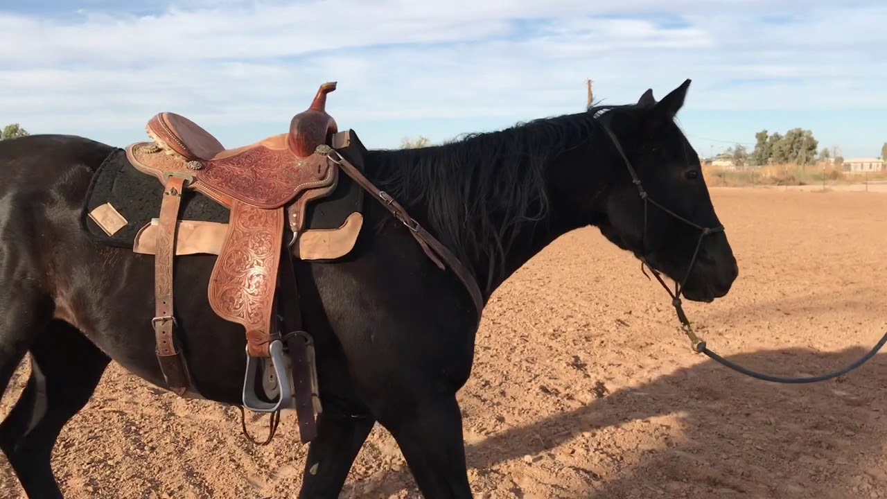 Training a soft horse that u can compete on