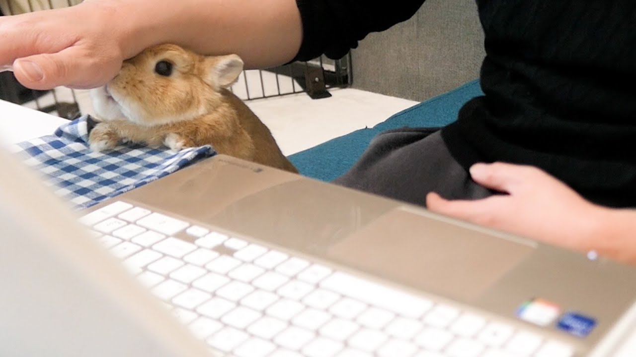 撫でてほしくてパソコンのマウスに張り合うウサギ