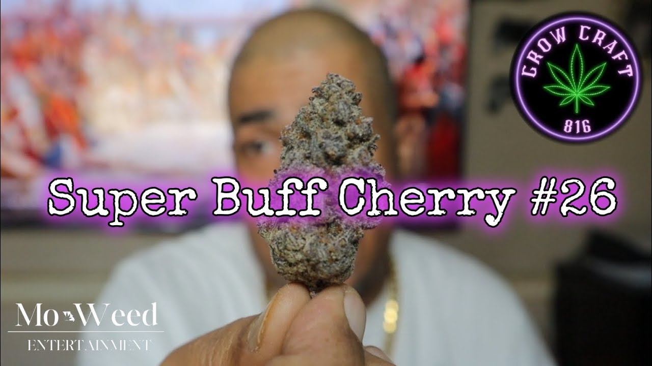 Super Buff Cherry #26 revisit after winning best hybrid in the Frost Bowl 🏆🏆🏆🏆