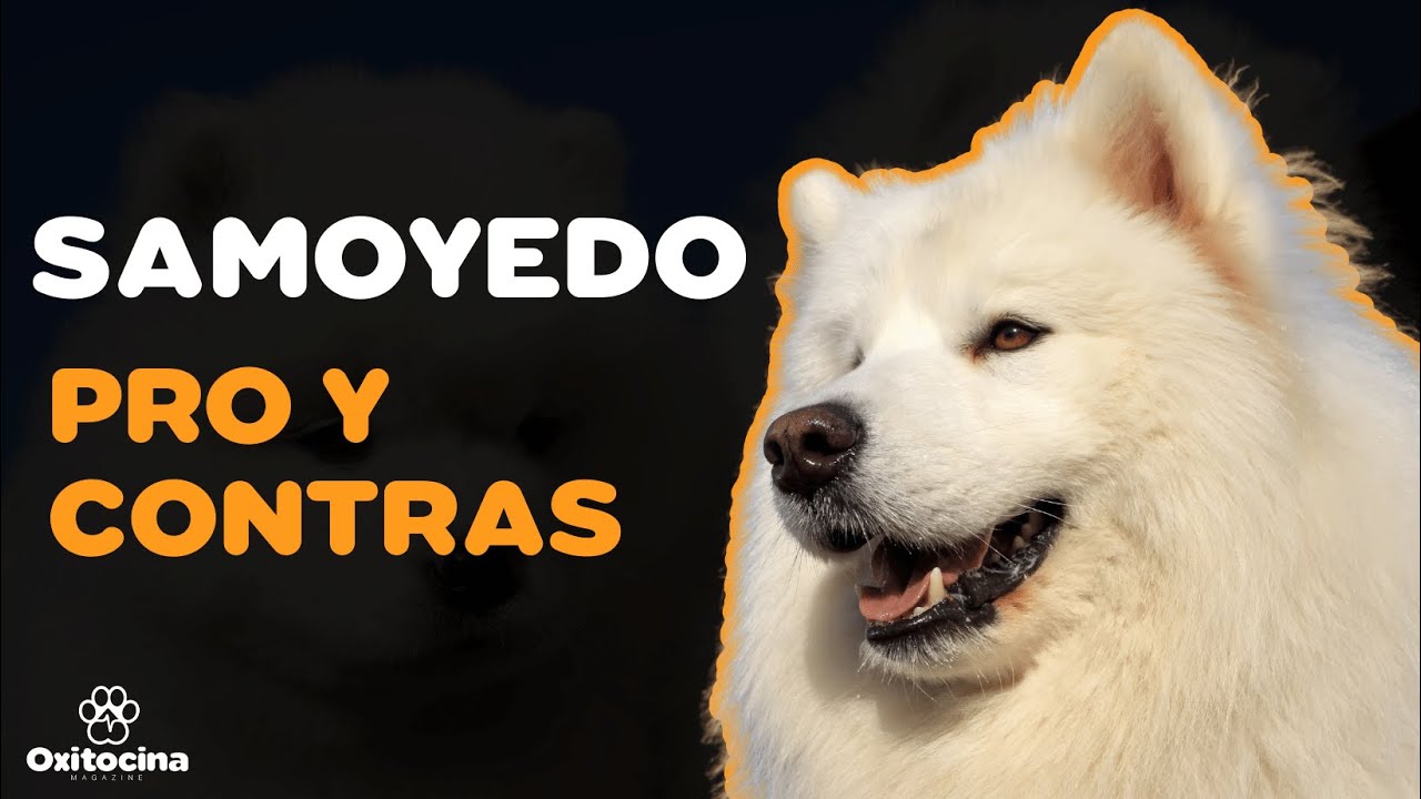 Ventajas y desventajas de tener un samoyedo