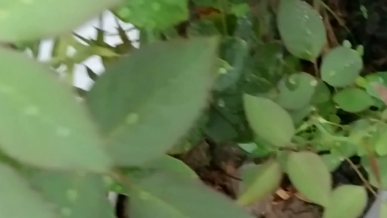 #gardenlove #tumsathhoyanahokyafarkhai #whatsapp #status #love #video