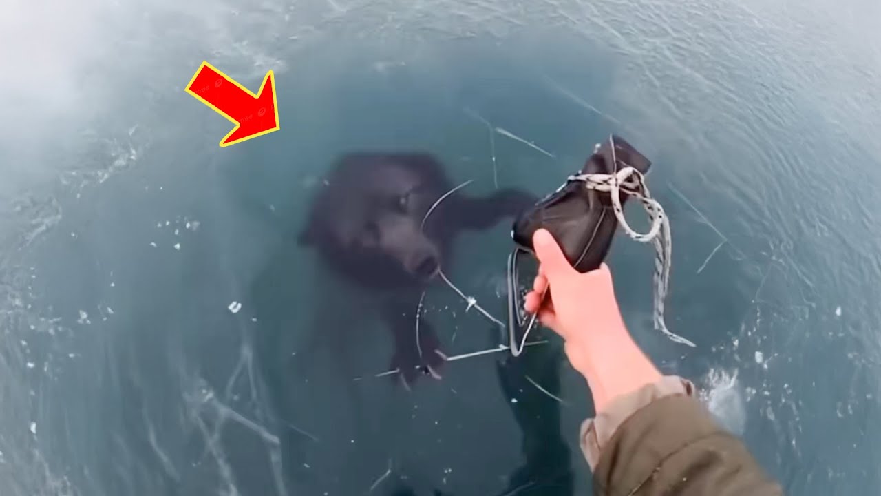 ある男性が氷河の下に閉じ込められていた黒い犬を救出したが、それが犬ではなかったと知ってショックを受けた。