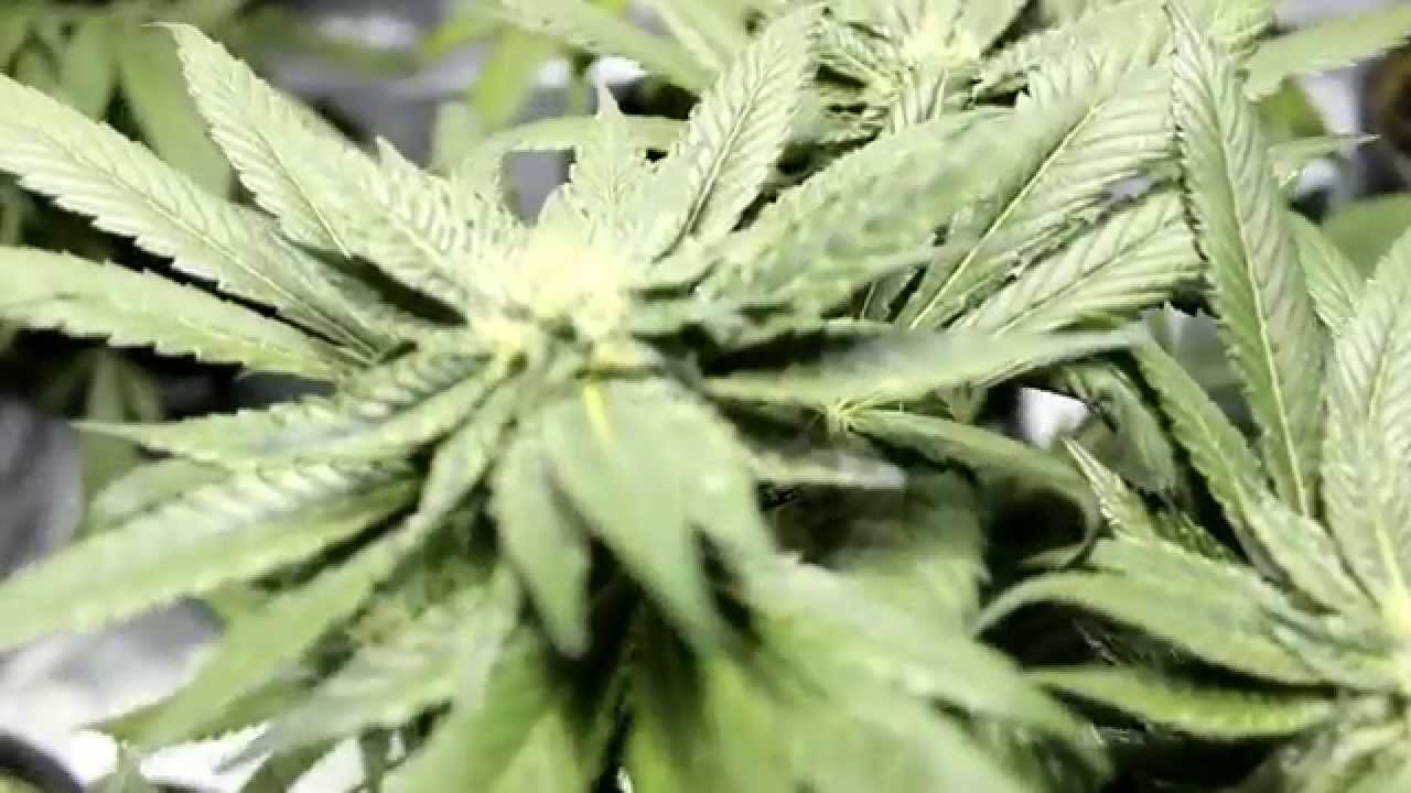 Grow Update Day 63 and Week 4 of Flowering 3X Crazy Purple Cadillac Ect S1E10