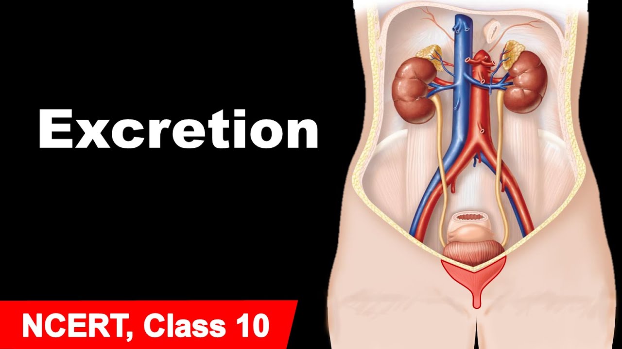 Excretion || Life Processes - 8 || in Hindi for Class 10
