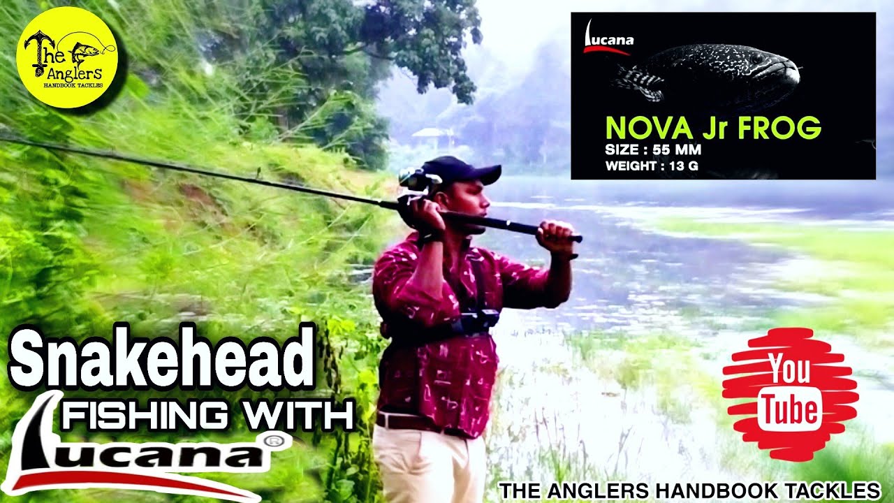 Snakehead fishing with lucana frog