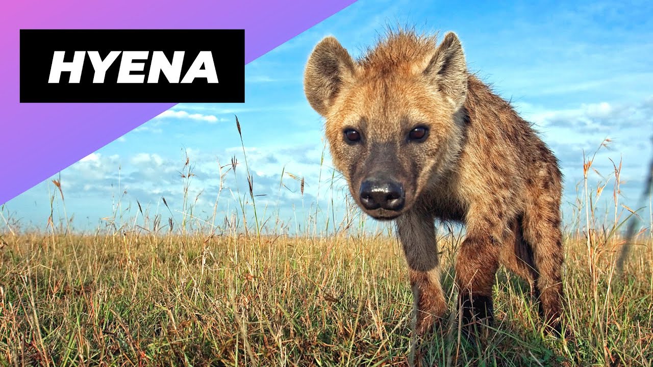 Гиена 🐻 Одно из самых милых, но опасных животных в мире #шорты
