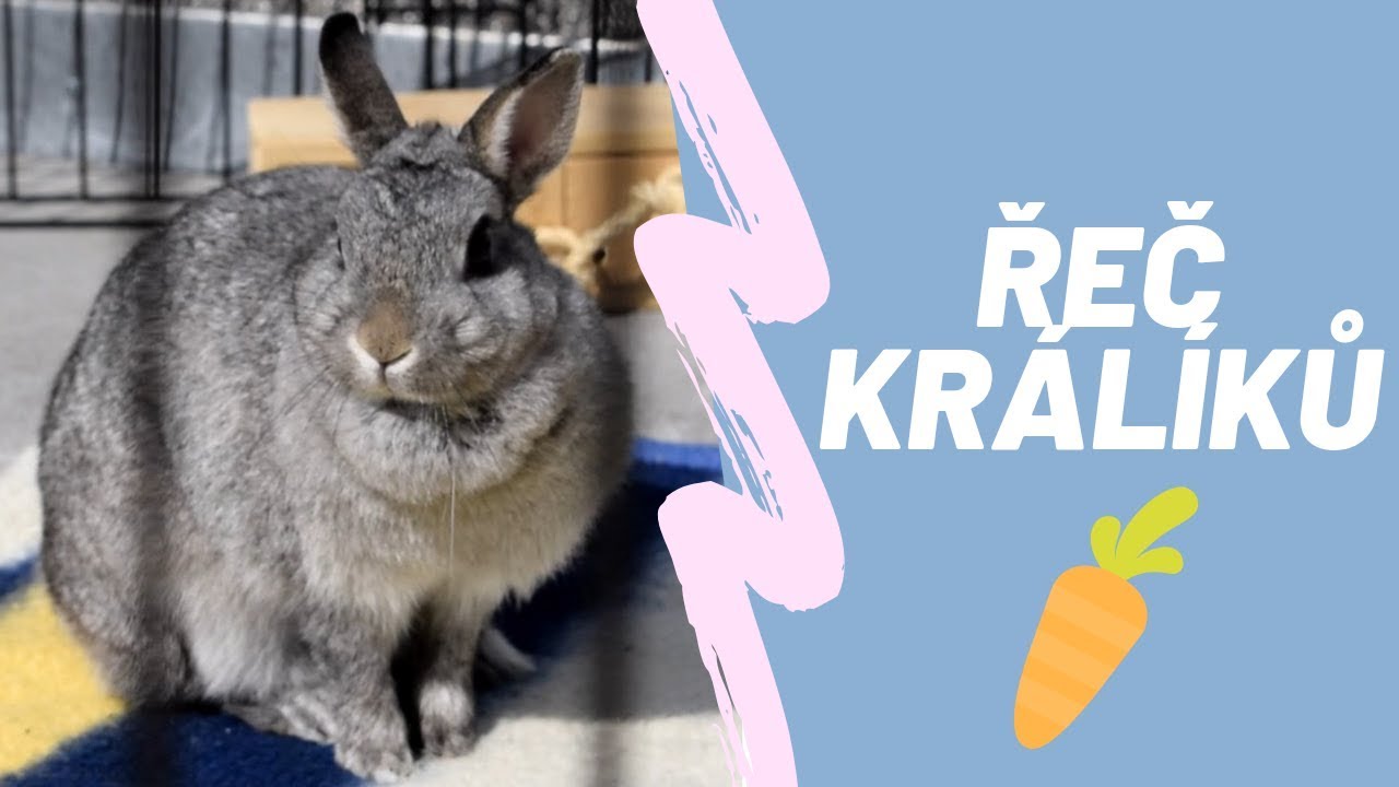 Řeč králíků