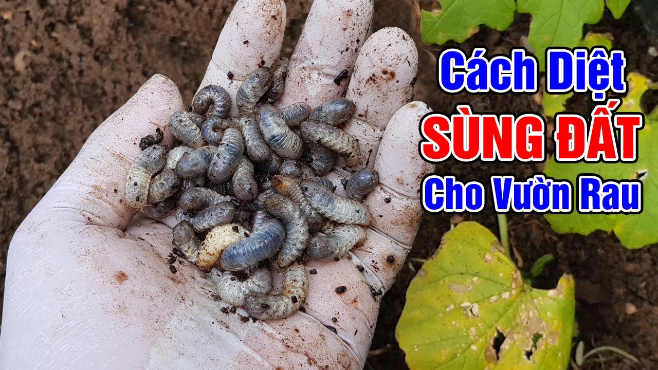 Cách diệt sùng đất, bẫy sùng đất cho vườn rau gia đình