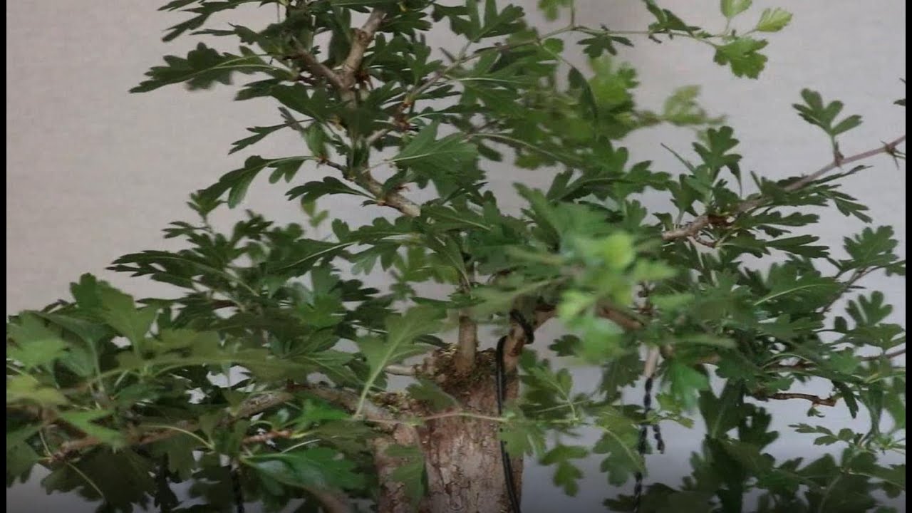 Seguimos estructurando el Crataegus Monogyna