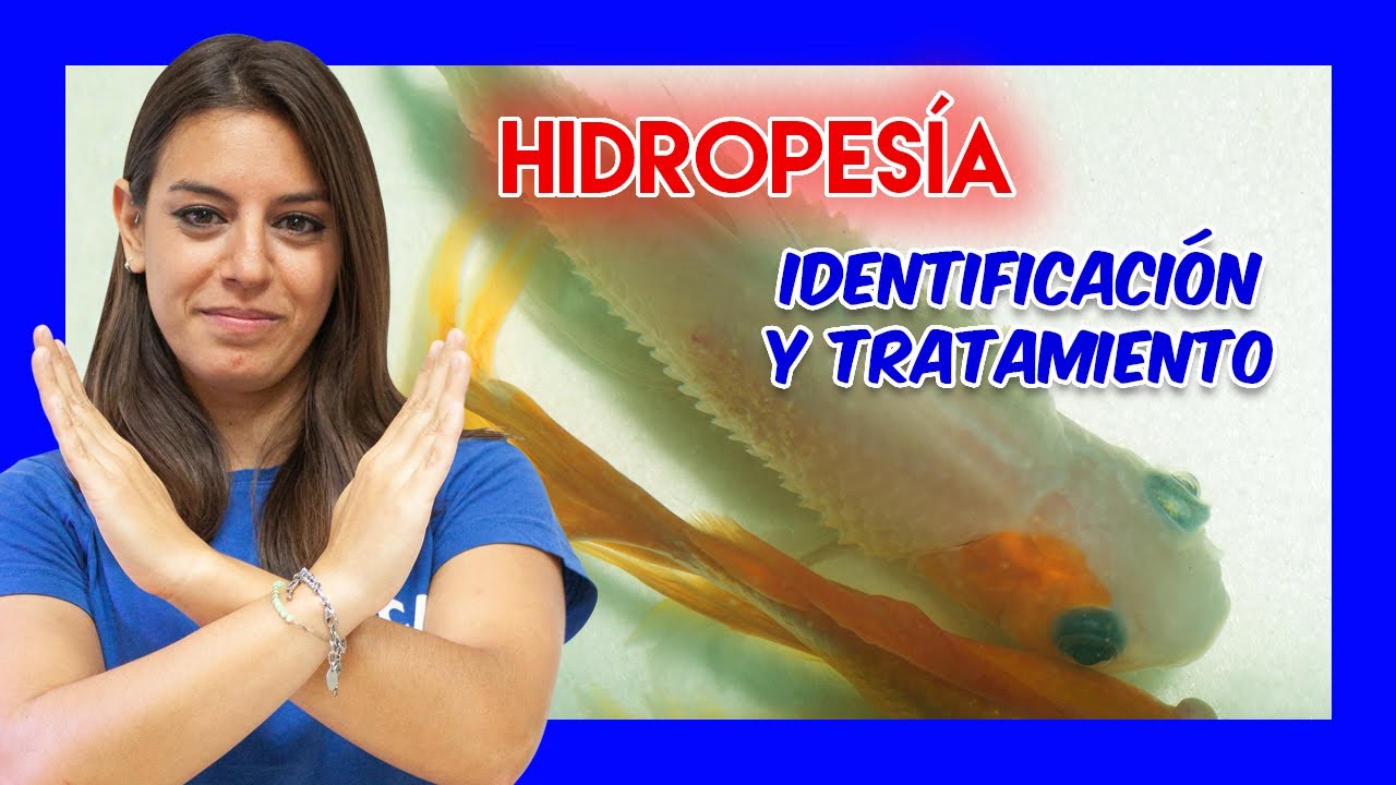 Enfermedades en peces - HIDROPESÍA (