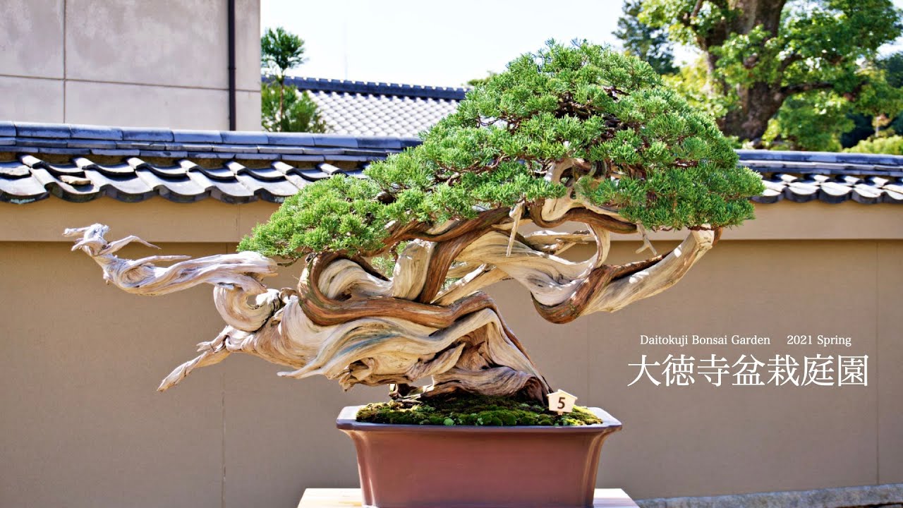 芳春院盆栽庭園 開園特別展示 2021