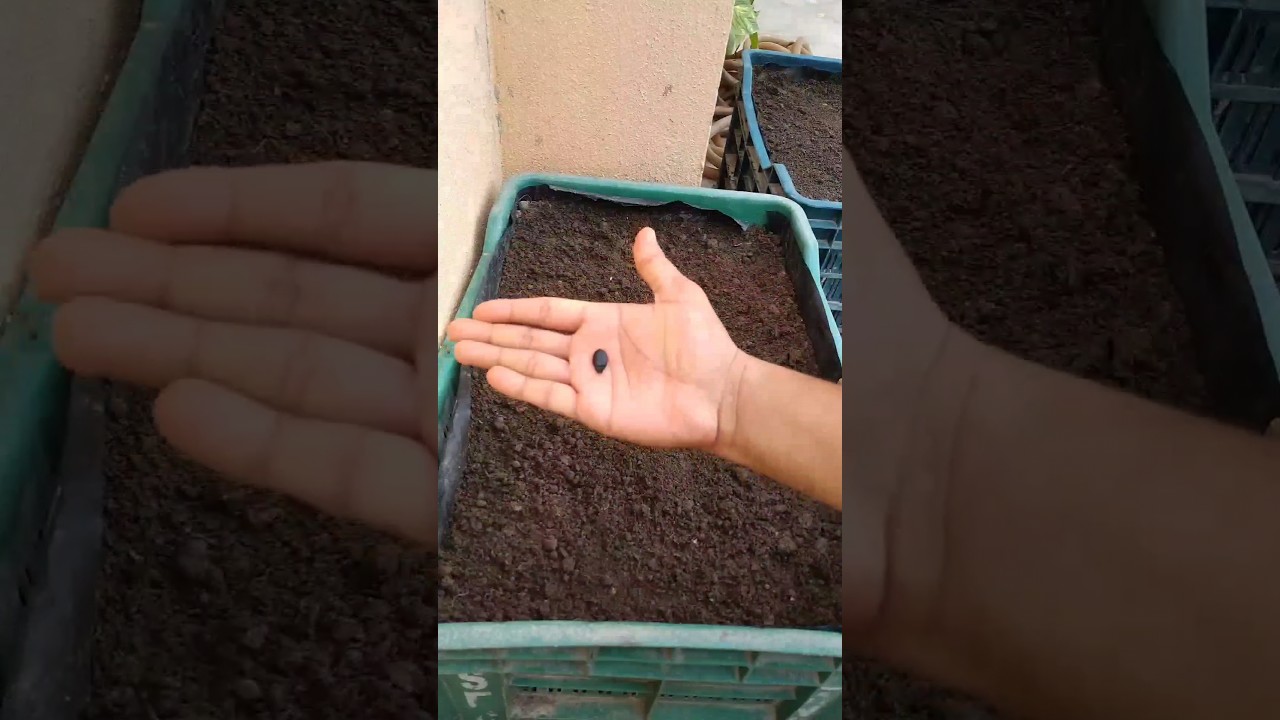 Bel wali sabji kaise lagaye🤔? #gardening #shorts