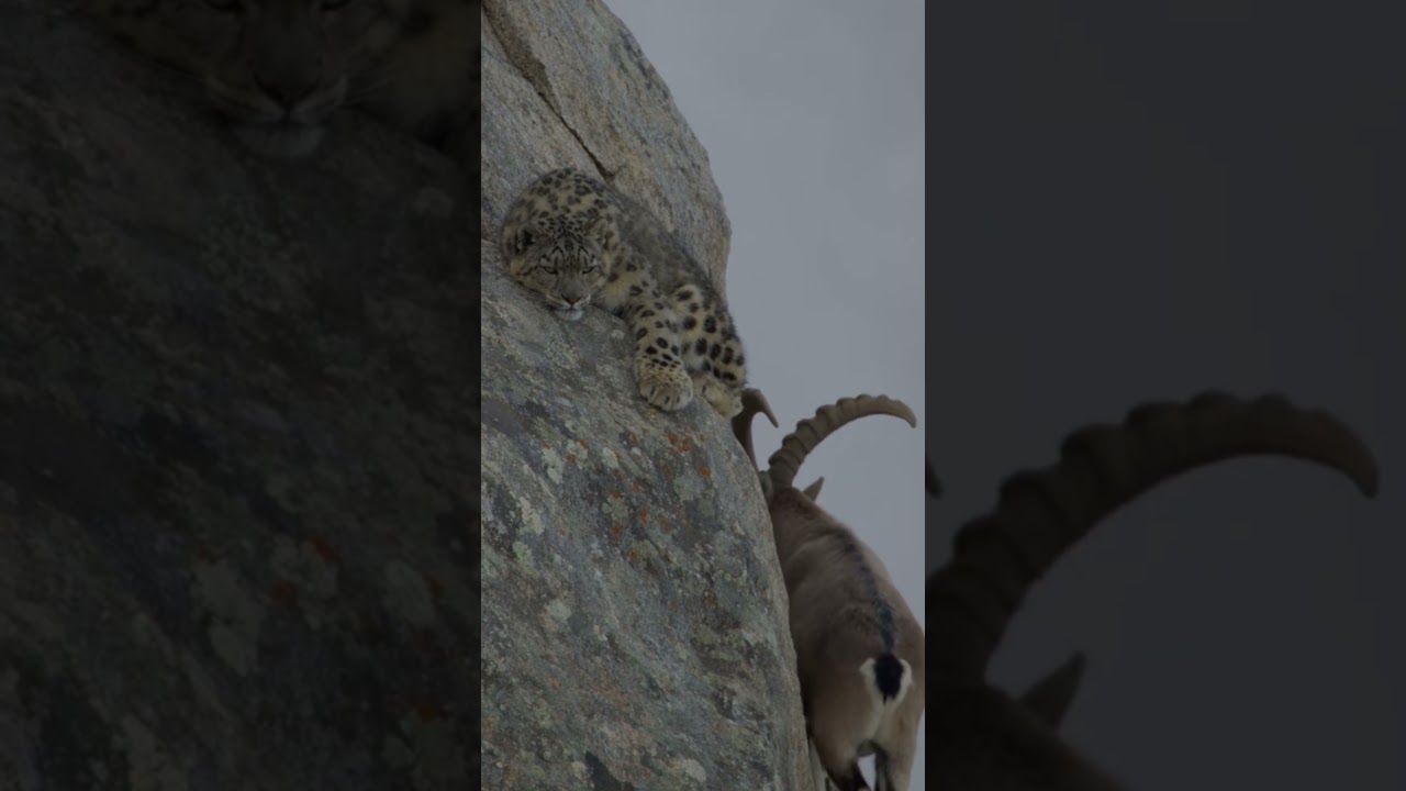 Why Did the Snow Leopard Spare This Ibex? 🐆🏔️ #shorts #wildmajesty #wildlife #alpineibex #nature