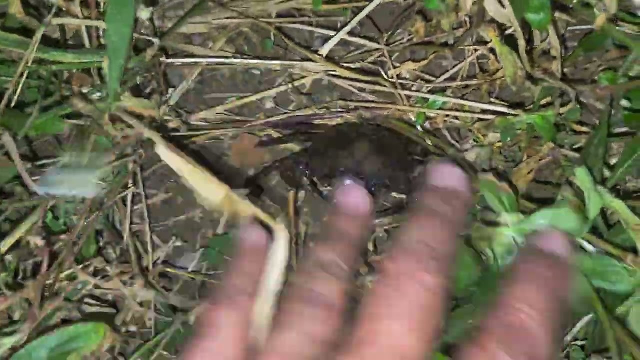 មើលក្ដាមបន្តទៀត