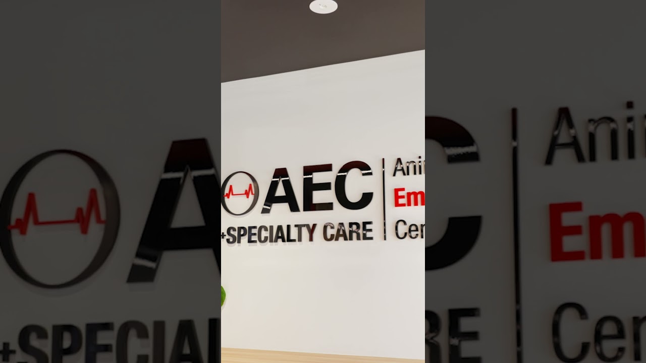 Vet Hospital AEC Moorabbin Walkthrough #interiordesign #design #office #vethospital #fitout