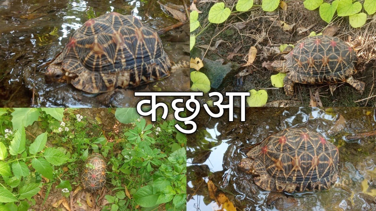 कछुआ//tortoise//#newvideo//#कछुआ//#tortoise//#video