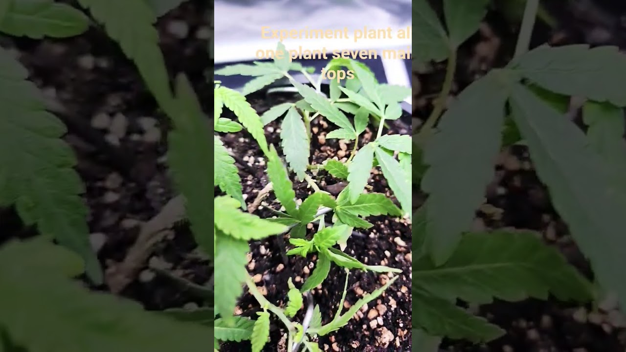 420 we in the building growth with their experiment plant check it out like and subscribe