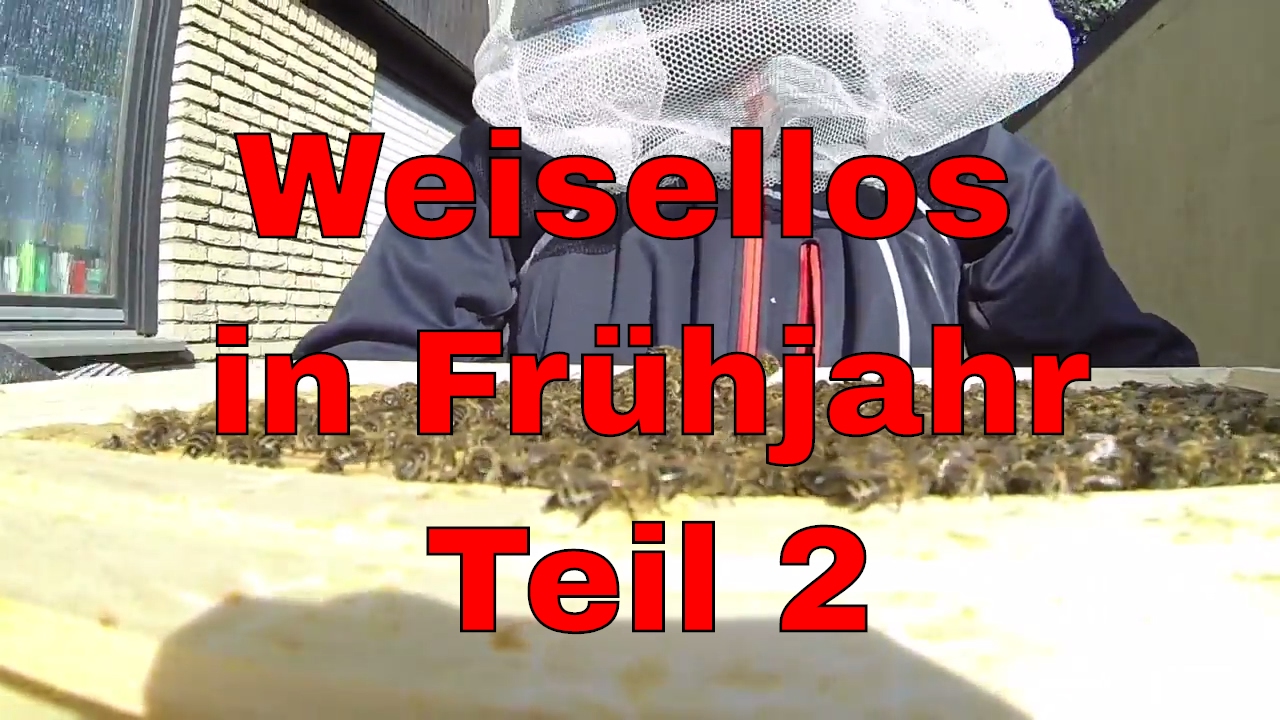 Imkerei: Weisellos im Fr&uuml;hjahr (Teil 2)