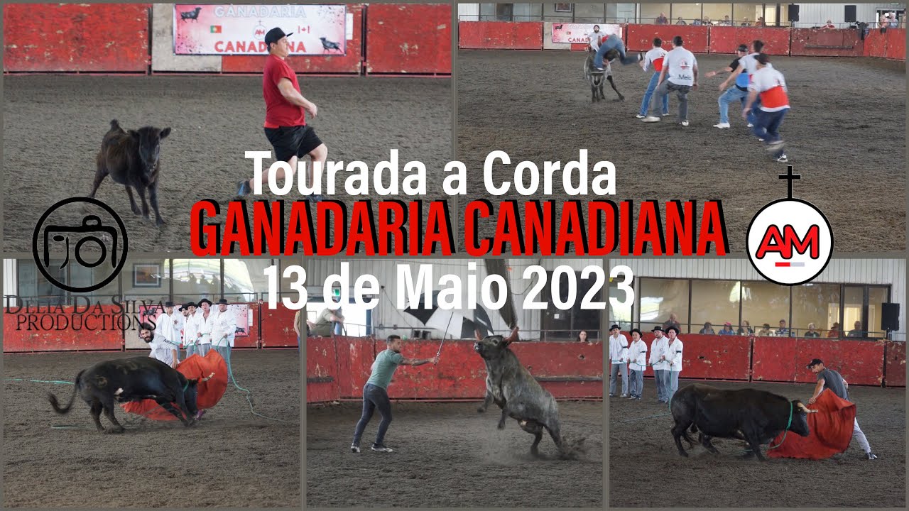Tourada A Corda Ganadaria Canadiana 13 de Maio 2023 (Portuguese Bull Run)