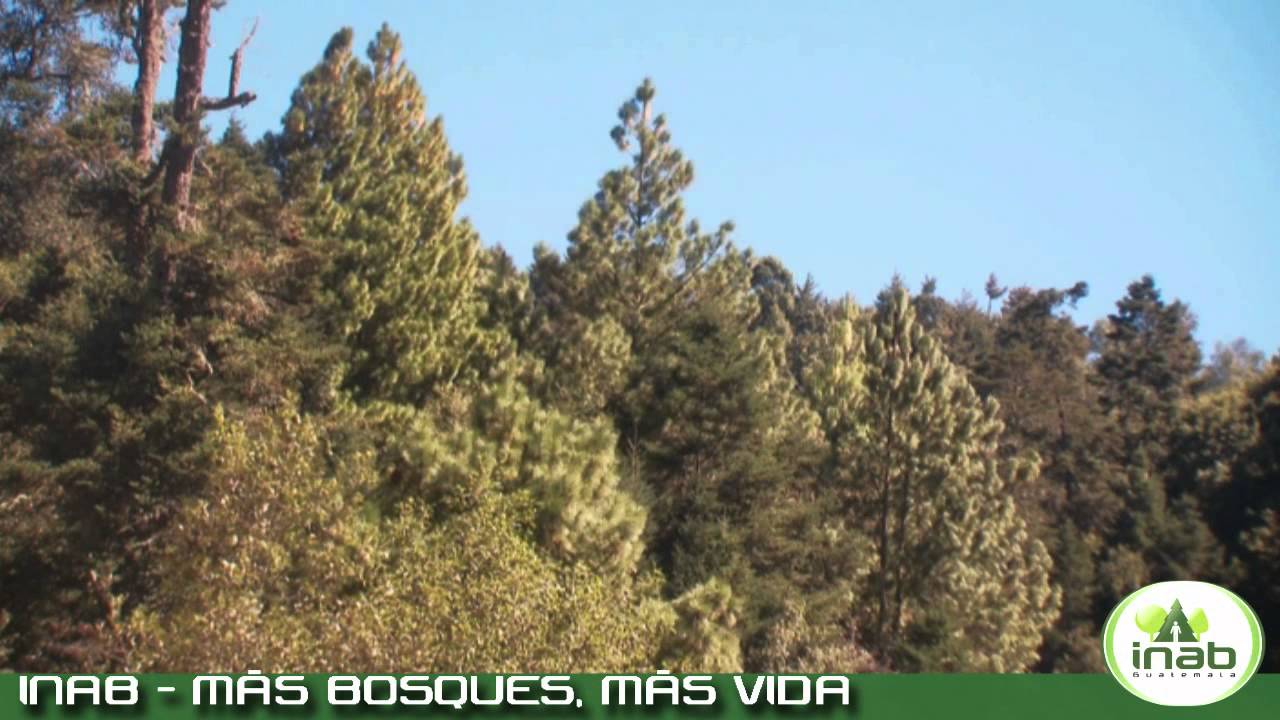 INAB - Bosques y Personas Parte 1