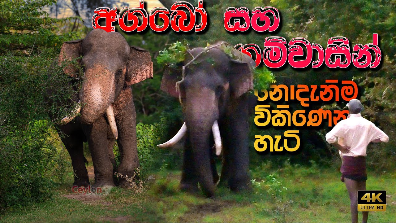 අග්බෝ සහ ගොවි ගැටුමෙන් වාසි ගන්නේ කවුද? 😲🍀නොදැනීම අග්බෝ සහ ගම්මු පිටරටට විකිණෙයි #attack #srilanka