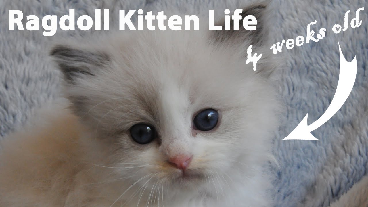 Ragdoll Kittens Explore! 4 weeks old!