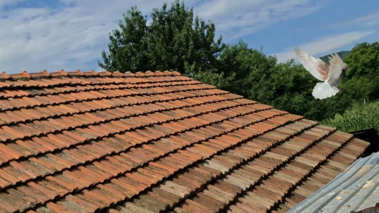 ❌️Antrenament pui de porumbel voiajor 5km ☀️,pentru inceput 🐦⁉️