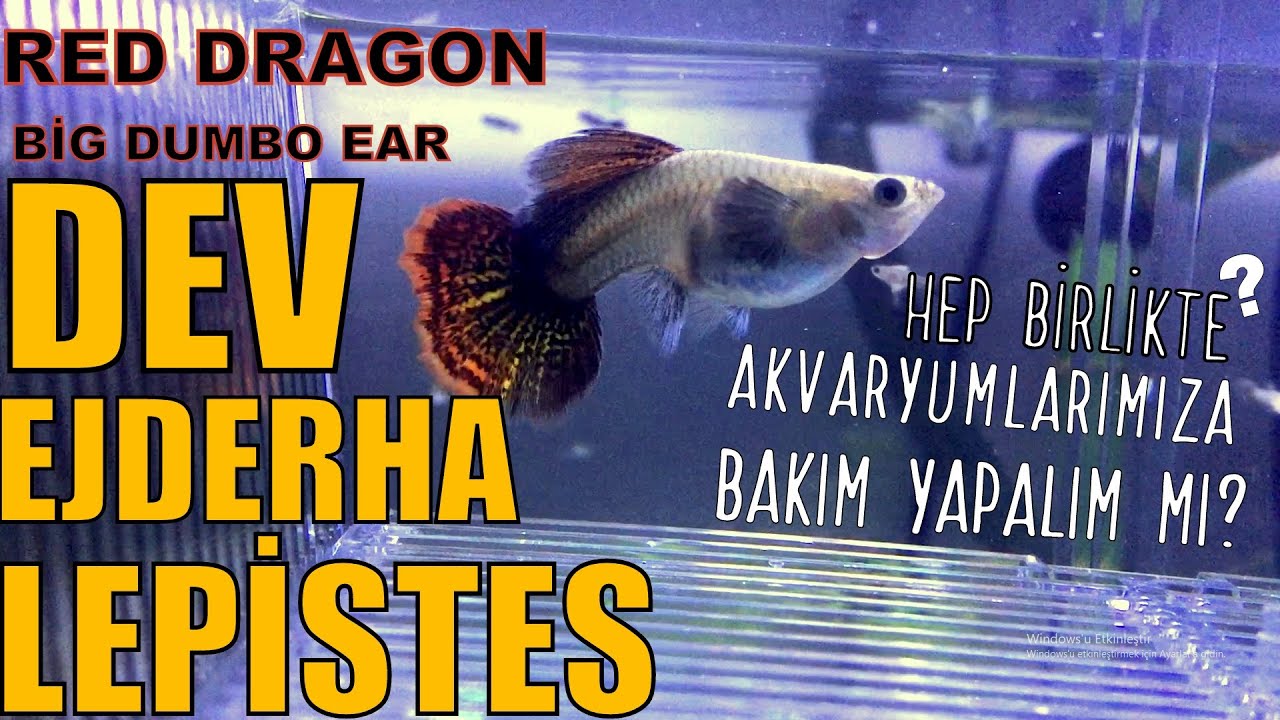 LEPİSTES AKVARYUMUNA BENİMLE BAKIM YAP | İZLE VE YAP