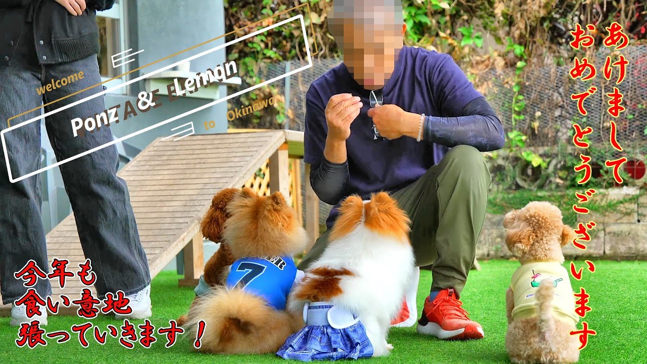 【おでかけVLOG/２０２５年１月】ぽんず&レモンが家族になって１７３日目～１８９日目【ポメラニアン/Pomeranian】