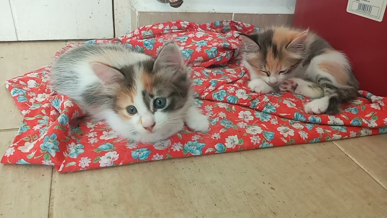 Cats & kittens are 835 & 744 & 670 & 587 & 486 & 469 & 421 & 345 & 230 & 192 & 92 & 252 &186 &84&50d