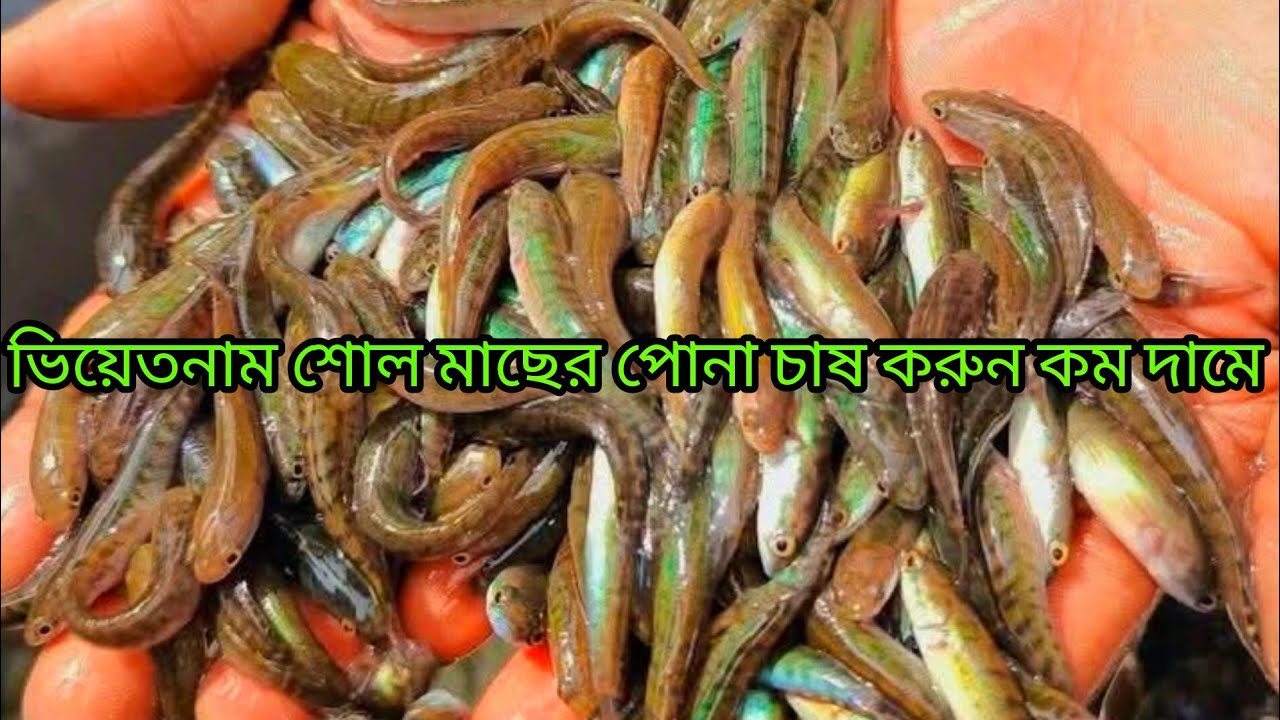 ভিয়েতনাম শৈল  মাছের পোনা চাষ করুন   মোবাইল ✆ 01301271636