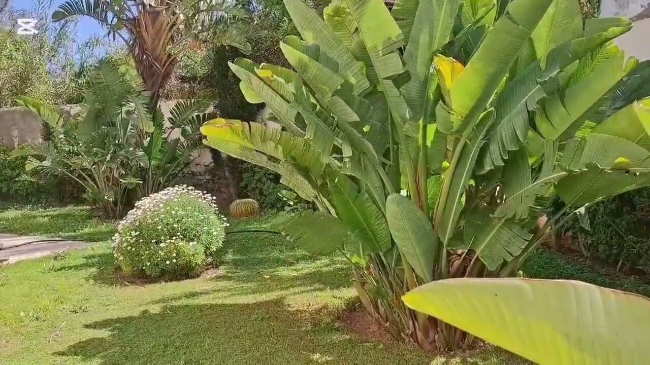 صوت العصافير  والطبيعة 