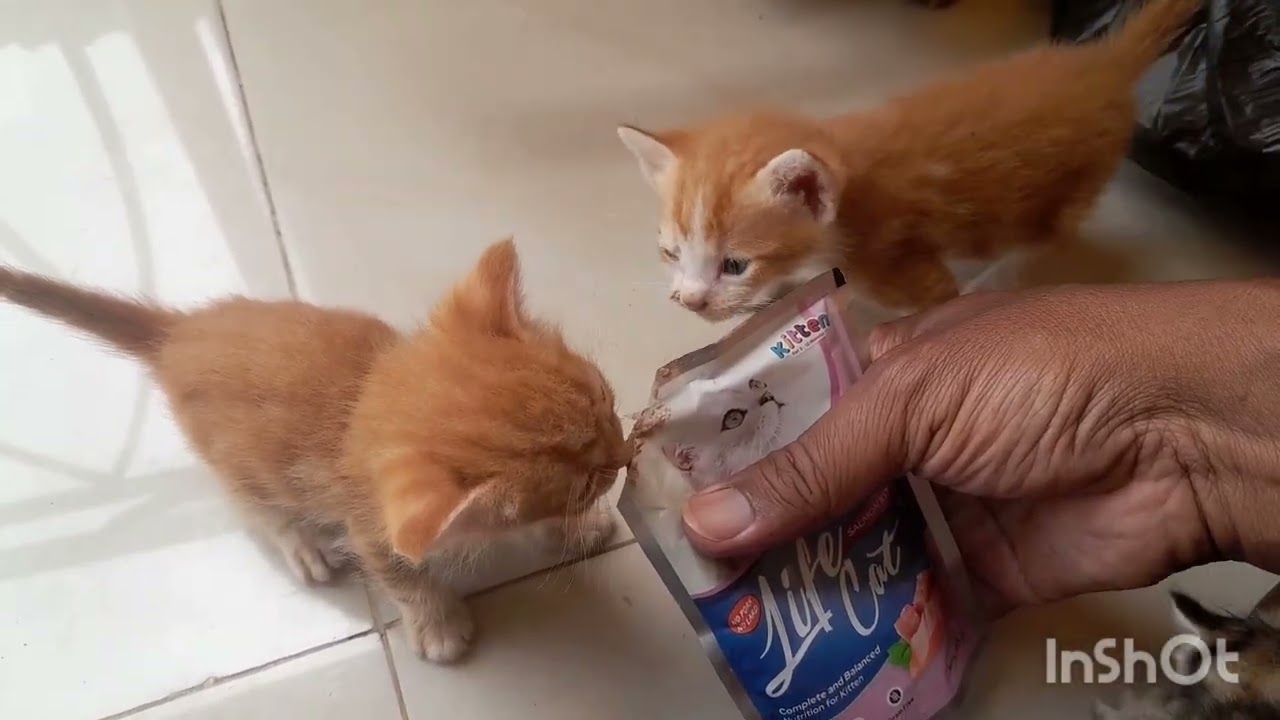 ANAK KUCING MAKAN WETFOOD