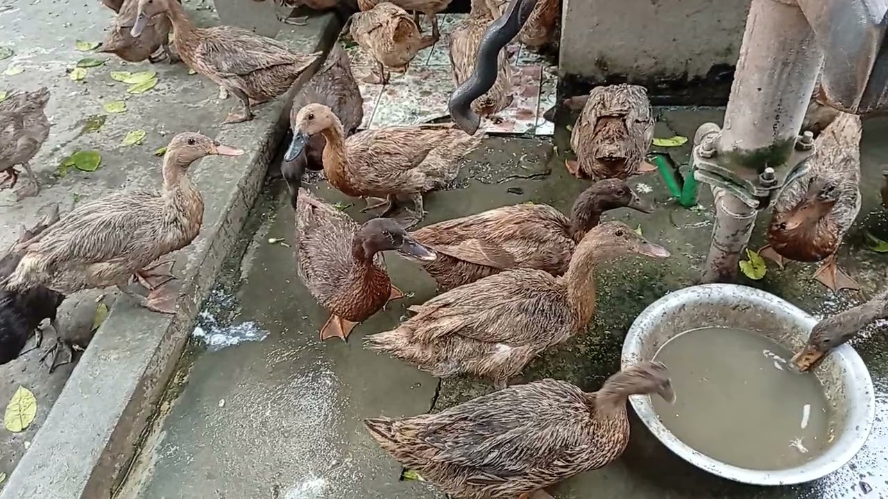 হাঁস পালনের পদ্ধতি, খাকি কেম্বেল হাঁসের খামার,হাঁসের কৃমির ওষুধ, হাসের চুনা পায়খানা, duck Farm #duck