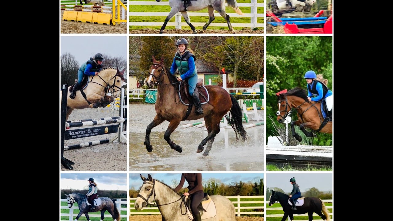 Selection of exceptional horses and ponies for sale!