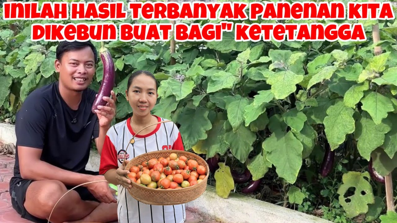 INILAH HASIL TERBANYAK PANEN AN KOTA DIKEBUN BUAT BAGI