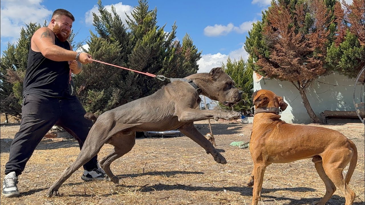 CANE CORSO CARLOS BOXER ARES İLE DÜŞMAN OLDU!