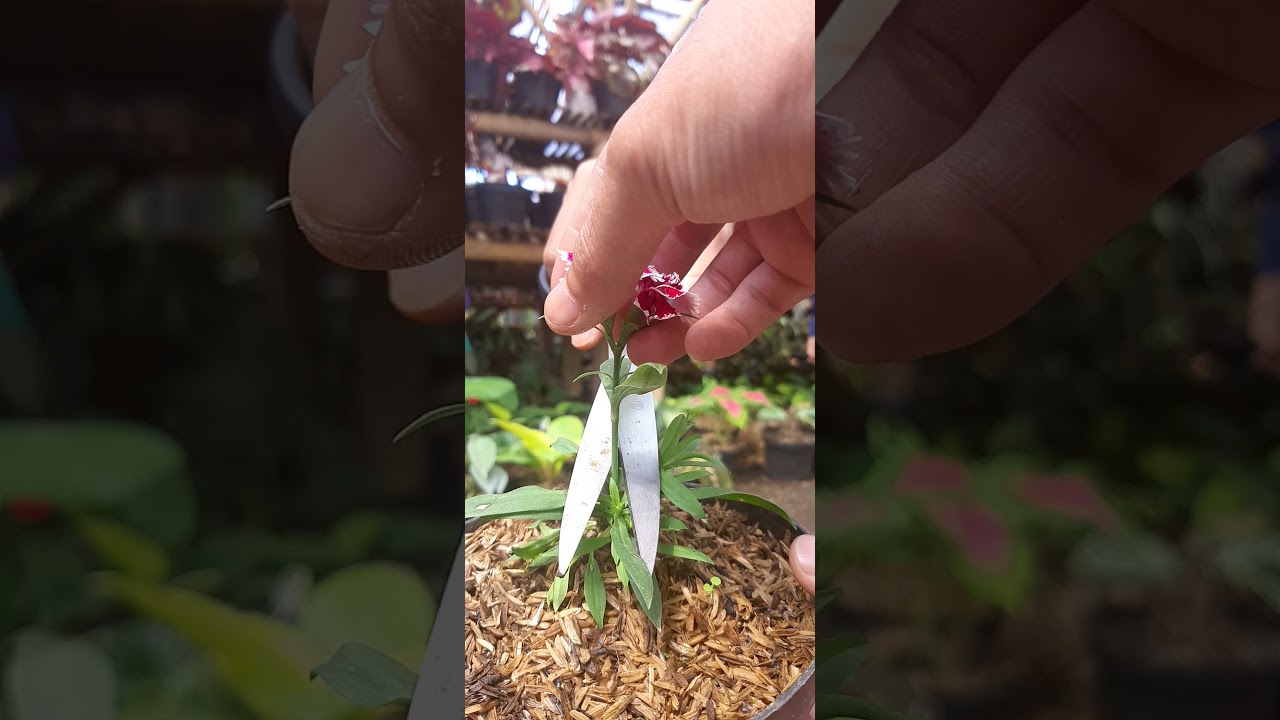 Review Cara Memperbanyak Tanaman Anyelir Dianthus Ungu