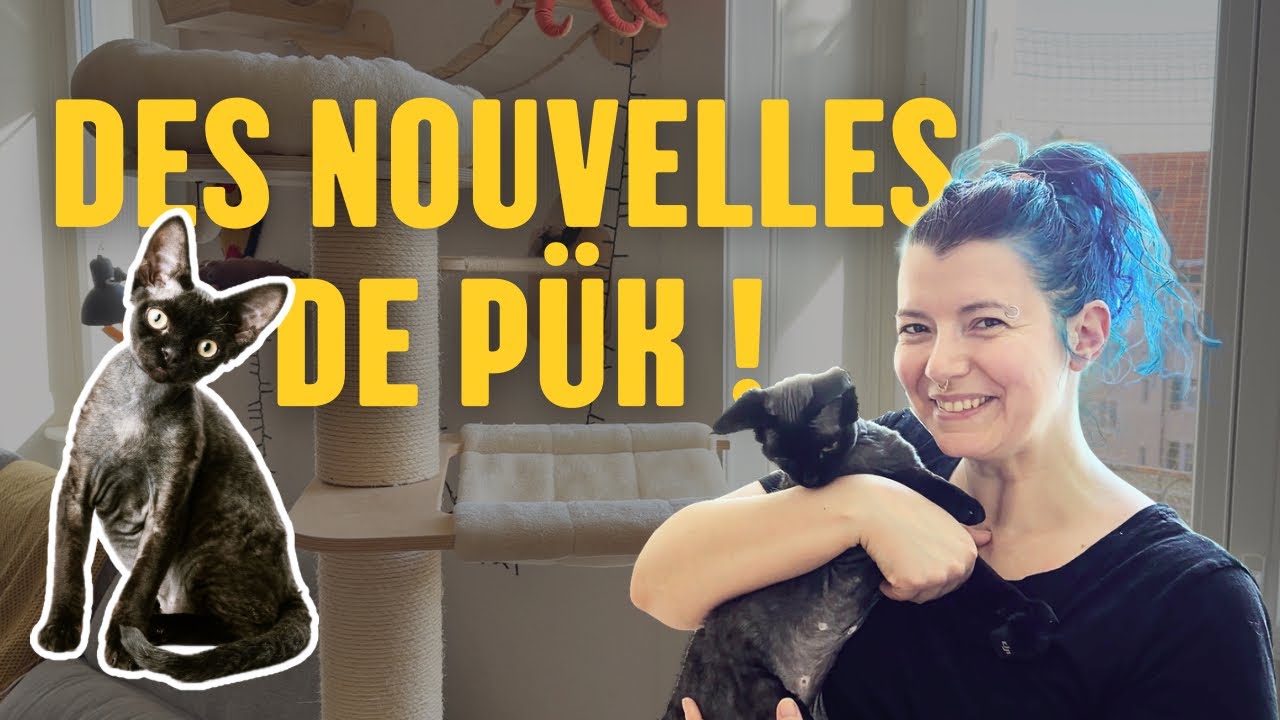 🐈‍⬛ Les jouets préférés de mon chaton de 7 mois 😻